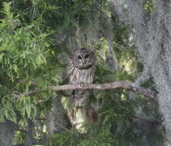 Barred Owl Perching On Branch