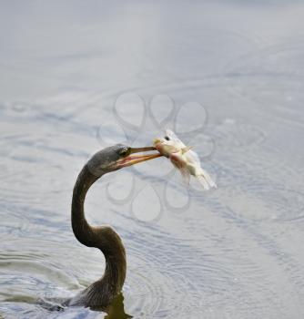 Anhinga Downing A Fish In Florida Wetlands