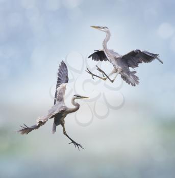 Two Great Blue Herons In Flight