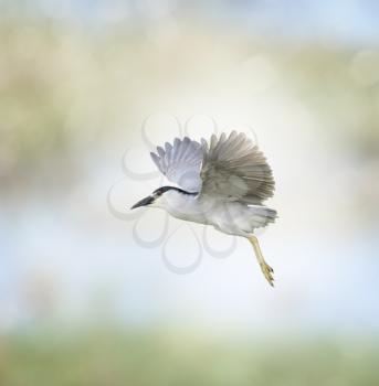 Black-crowned Night Heron In Flight