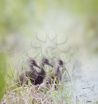 Limpkin Chicks in Florida Wetlands