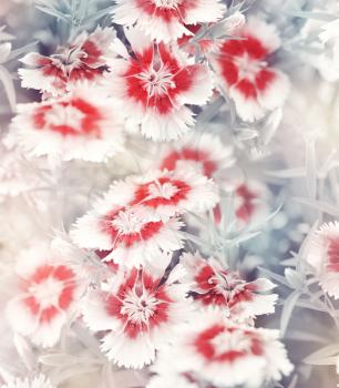 Soft Focus Carnation Flowers For Background