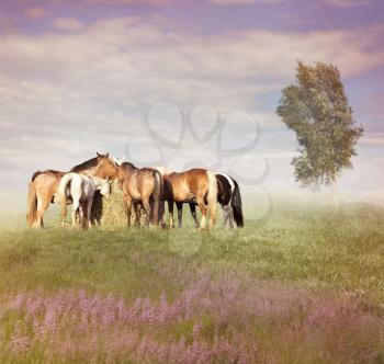 Farm Horses Eating Hay At Sunset
