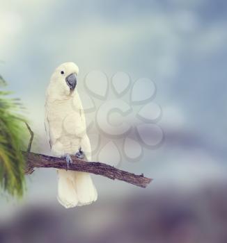 White Parrot Perches on a Branch 