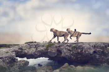 Two Cheetahs Running On A Top Of Rock