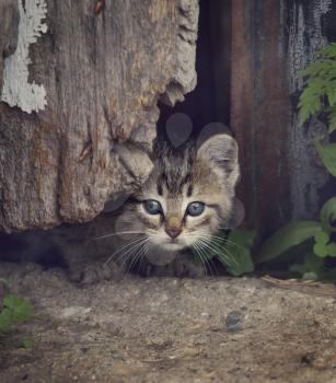 Homeless Kitty Looking Out Of Old Barn