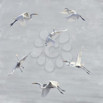 Digital Painting Of Great White Egrets In Flight