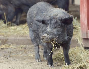 Black Pig Eating Near Barn