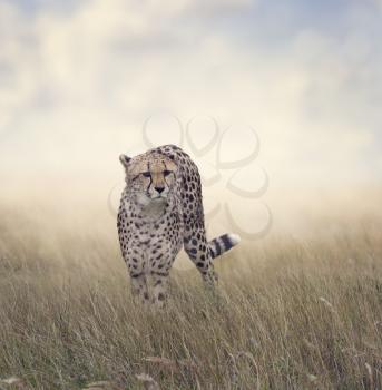 Cheetah Walking in The Grassland