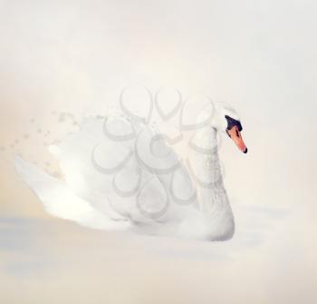 Digital Painting of White Swan