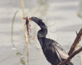 Anhinga Downing A Fish In Florida Wetlands