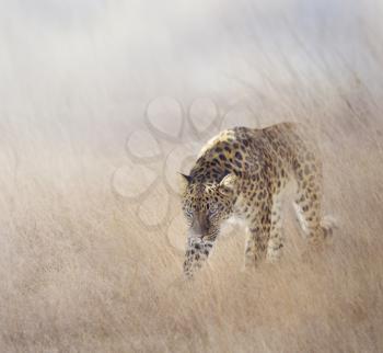 Leopard Walking in The Grass