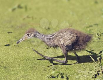 Limpkin Chick Walking in Florida Wetlands