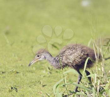 Limpkin Chick in Florida Wetlands