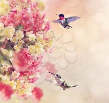 Hummingbirds in Flight Around Flowers