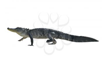 Florida Alligator Isolated on White Background