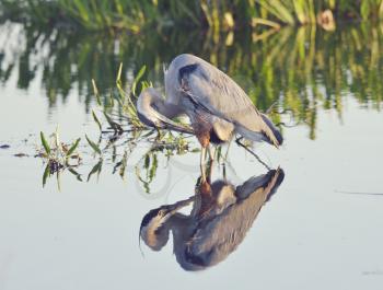 Great Blue Heron in a Lake with Reflection