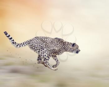 Cheetah  Running on Soft Focus Background