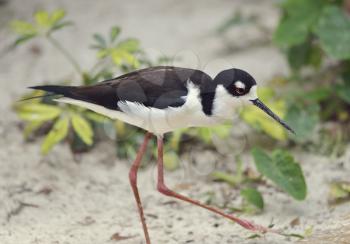 Black-necked Stilt in Florida Wetlands