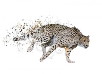 Digital Painting of  Running Cheetah