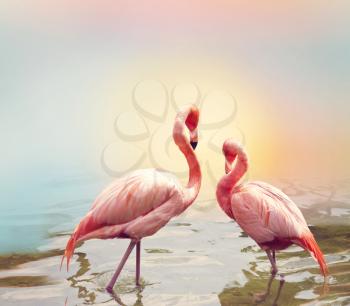 Two Pink Flamingos near water