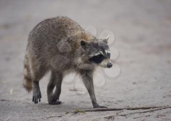 Raccoon Walking in Florida Wetlands