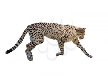 Cheetah Running ,Isolated on white Background
