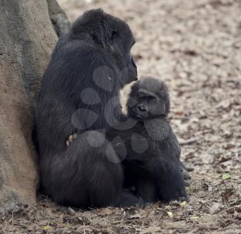 Gorilla Female with Her Baby