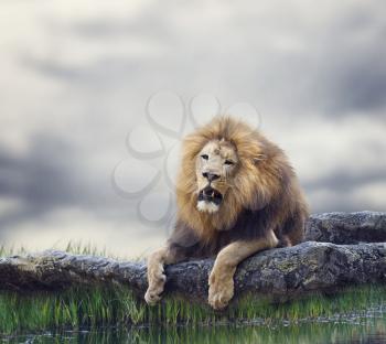 Lion Resting on a Rock