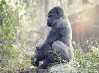 Silverback Gorilla sitting on a rock