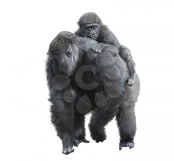 Gorilla Female with Her Baby isolated on white background