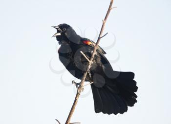 Male Red-winged Blackbird singing