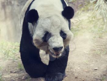 Giant Panda Bear walking in the woods