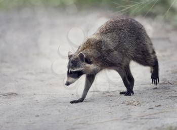Wild Raccoon Walking in Florida Wetlands