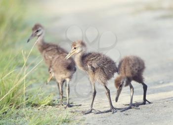 Limpkin Chicks Crossing a Trail  in Florida Wetlands