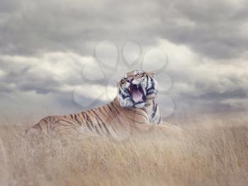 Bengal Tiger Resting in the Grass and Roaring 