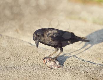 Crow eating a fish in Florida wetlands
