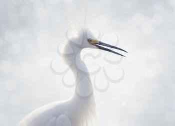 Snowy Egret Portrait , close up