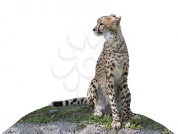 Cheetah sitting on a hill isolated on white background