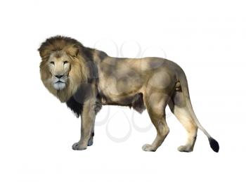 Digital Painting of  Lion isolated on white background