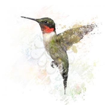 Digital Painting of  Ruby Throated Hummingbird 