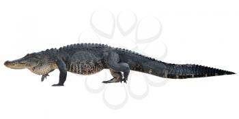 Large American Alligator isolated on white background