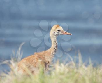 Sandhill Crane Chick in the grass