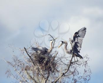 Pair of Great Blue Herons near the nest