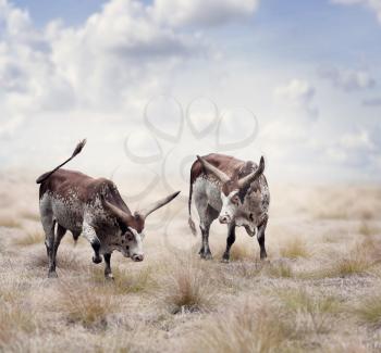 Brown and white longhorn steers in a field