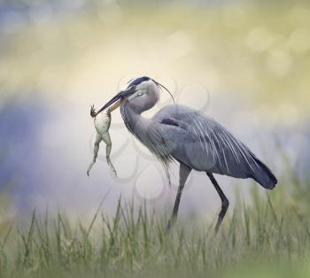 Great Blue Heron with a Bull Frog in its Beak