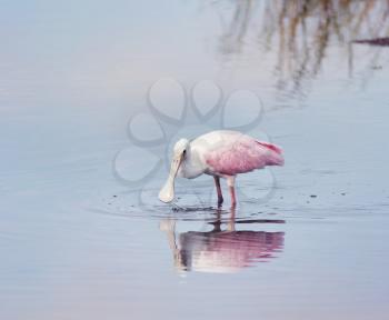Roseate Spoonbill feeding in a lake
