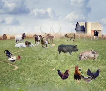 Farm Animals in a field