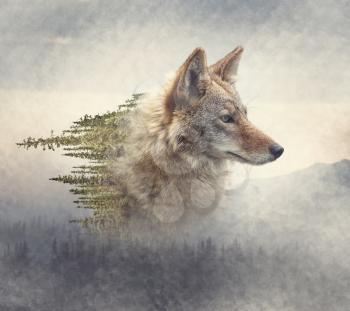 Double exposure of coyote portrait and pine forest on the mountain
