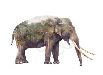 Double exposure of elephant and palm trees on white background
